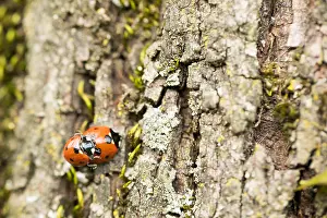 German Wildlife Nature Photography Drucke: Marco image of an insect