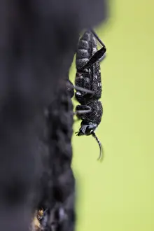 Bilder Datiert 15. Juni 2019: Marco ist ein Bild von einem Insekt.