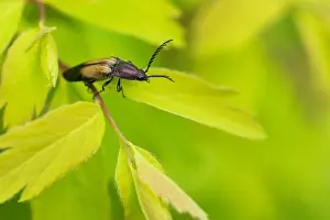 Bilder Datiert 21. Juni 2019: Marco-Bild eines Insekts