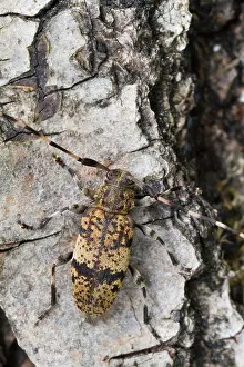 Bilder Datiert 2. Juli 2013: Marco ist ein Insektbild.