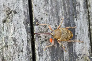 German Wildlife Fauna Images Drucke: Marco image of an insect