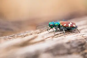Bilder Datiert 5. Juni 2019: Marco ist ein Insektenbild.