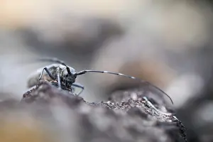Wildlife In Russia Drucke: Marco image of an insect