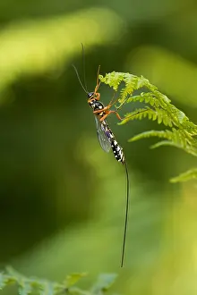 Juli Drucke: Marco ist ein Bild eines Insekts.