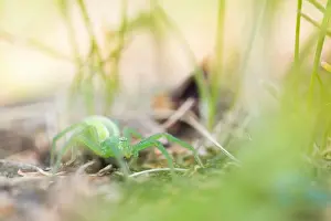 Russian Nature Photography Drucke: Marco image of an insect
