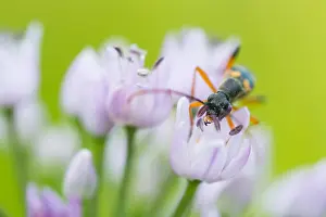 Marco ist ein Bild eines Insekts.