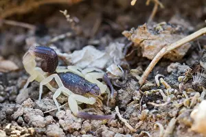 Marco image of an insect