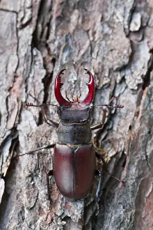 Marco ist ein Bild eines Insekts.