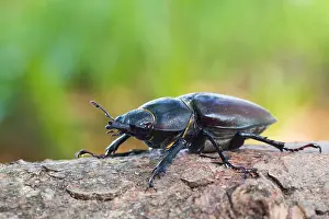 Bilder Datiert 13. Juni 2013: Marco ist ein Bild eines Insekts.