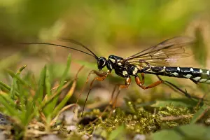 Juli Drucke: Marco-Bild eines Insekts.