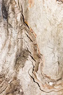 Marco ist ein Insektenbild.