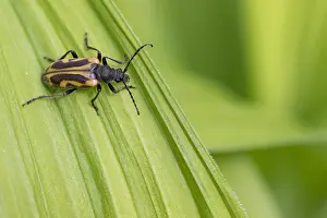 Marco-Bild eines Insekts