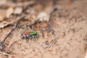 Wildlife In Russia Drucke: Marco image of an insect