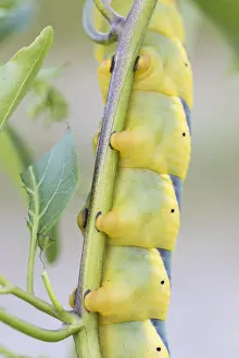 Lepidoptera Species Drucke: Marco image of an insect