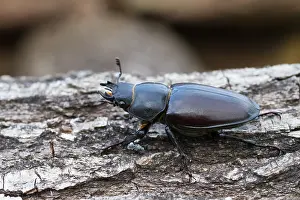Bilder Datiert 13. Juni 2013: Marco ist ein Bild eines Insekts.