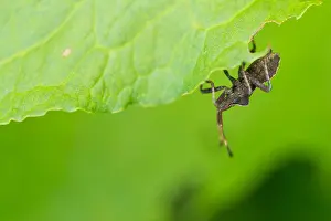 Bilder Datiert 1. August 2019: Marco ist ein Bild eines Insekts.