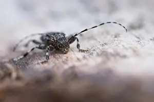 Bilder Datiert 17. Juni 2019: Marco ist ein Bild eines Insekts.