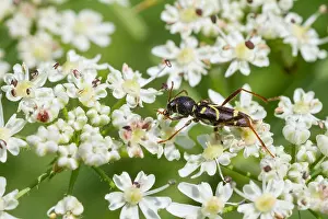 Juli Drucke: Marco ist ein Bild eines Insekts.