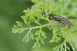 Asian Nature Photography Drucke: Marco image of an insect