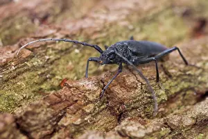 German Wildlife Fauna Images Drucke: Marco image of an insect