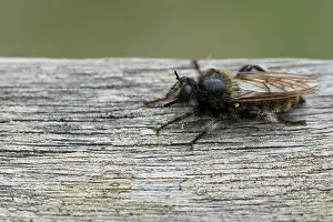 Bilder Datiert 19. August 2019: Marco ist ein Insekt.