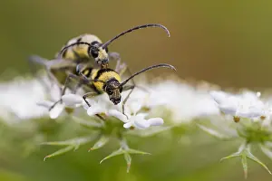 Insect Metamorphosis Stages Drucke: Marco image of an insect