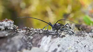 Gerahmter Druck : Marco ist ein Bild eines Insekts. Gerahmter Druck : Marco ist ein Bild eines Insekts.