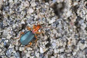 Bilder vom 7. August 2013: Marco ist ein Bild eines Insekts.