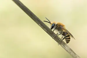 Wildlife Fauna Europe Drucke: Marco image of an insect