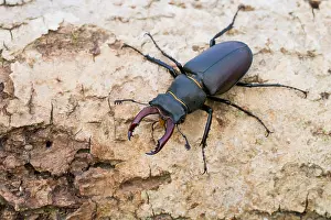 Wildlife Photography Germany Nature Drucke: Marco image of an insect