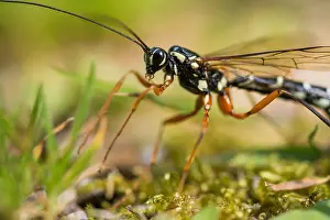 Juli Drucke: Marco ist ein Bild eines Insekts.