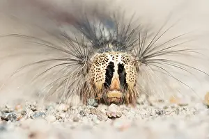 Lymantria Dispar Drucke: Marco image of an insect