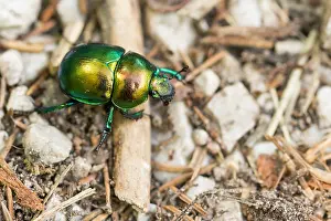 Bilder Datiert 17. August 2019: Marco ist ein Bild eines Insekts.