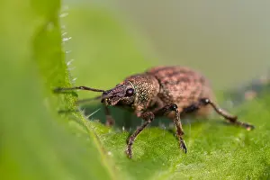 Bilder vom 6. Juni 2013: Marco ist ein Bild eines Insekts.