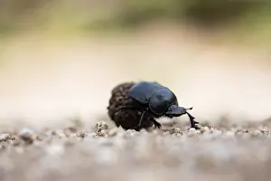 European Scarab Beetle Drucke: Marco image of an insect