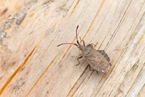 Nature Images Europe Drucke: Marco image of an insect