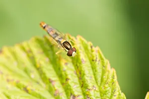 Wildlife Insects Drucke: Marco image of an insect