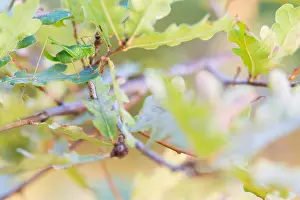 Marco-Bild eines Insekts