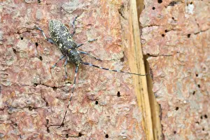 Marco-Bild eines Insekts.