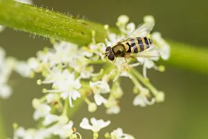 Insect Metamorphosis Process Drucke: Marco image of an insect