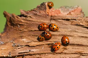 German Fauna And Flora Images Drucke: Marco image of an insect
