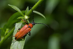 Marco ist ein Bild eines Insekts.