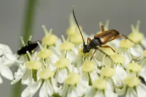 Bilder Datiert 3. August 2019: Marco ist ein Insektbild.
