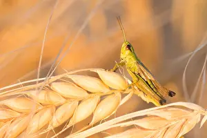 European Grasshopper Species Drucke: Marco image of an insect