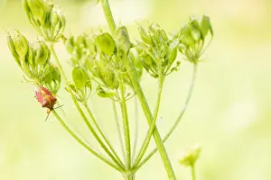 Biodiversity In Europe Drucke: Marco image of an insect