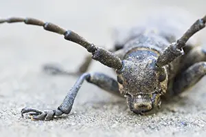 Marco ist ein Bild eines Insekts.