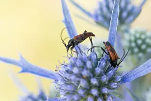 Marco ist ein Bild eines Insekts.