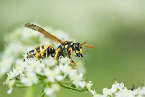 European Insect Images Drucke: Marco image of an insect