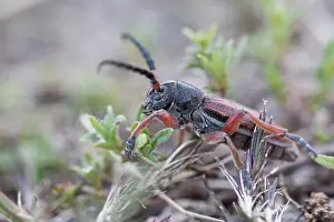 Marco ist ein Insektbild.