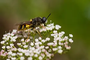 August Drucke: Marco ist ein Bild eines Insekts.